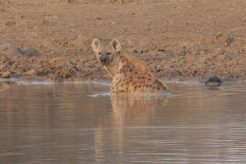gevlekte hyena kruger national park zuid-afrika