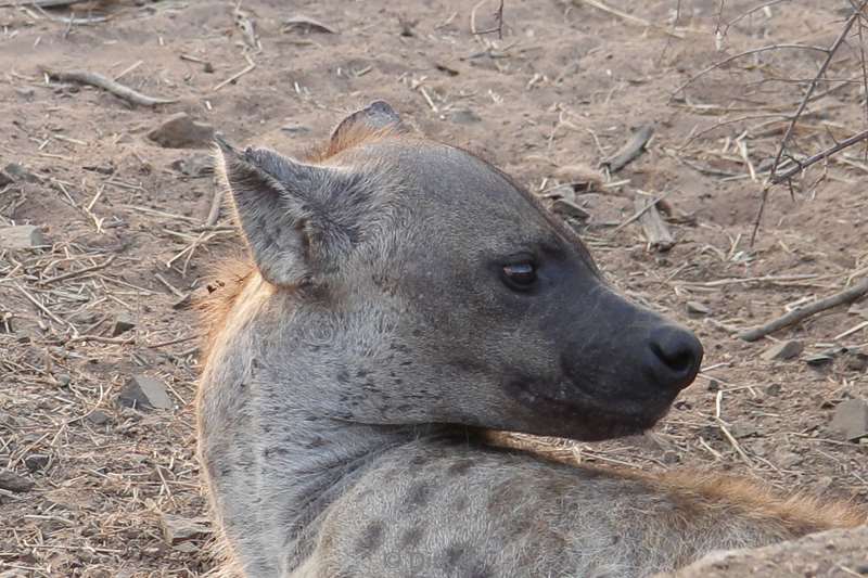 gevlekte hyena kruger national park zuid-afrika