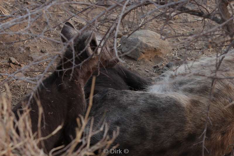 gevlekte hyena kruger national park zuid-afrika