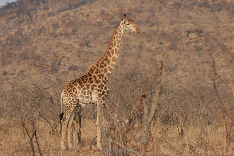 giraffe kruger national park zuid-afrika