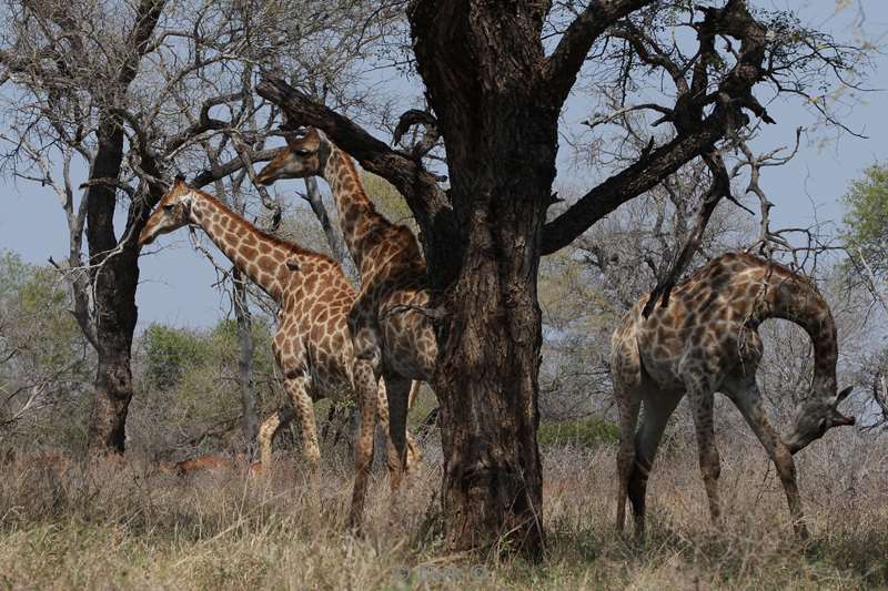 giraffes kruger national park south africa