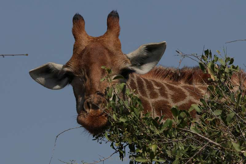 giraffen kruger national park zuid-afrika