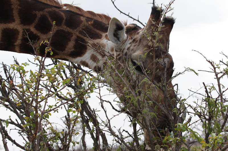 giraffen kruger national park zuid-afrika