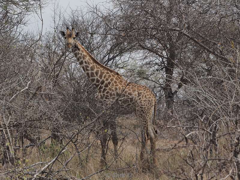 giraffes kruger national park south africa