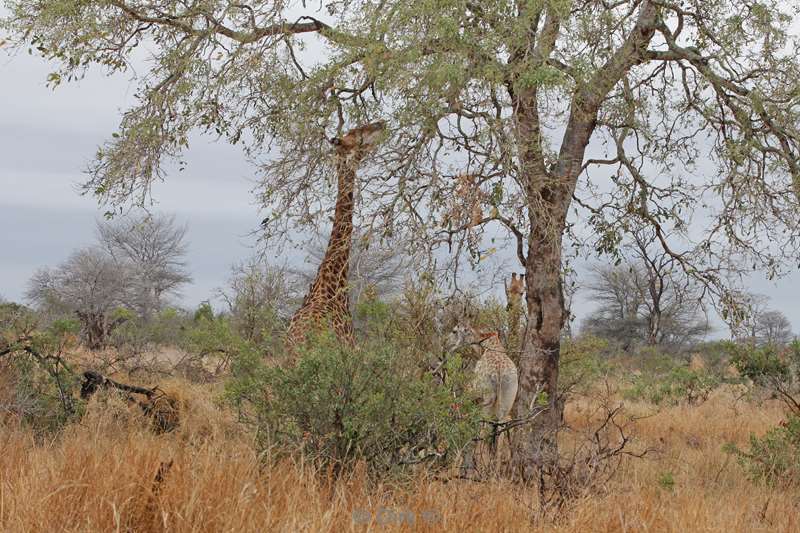 giraffes kruger national park south africa