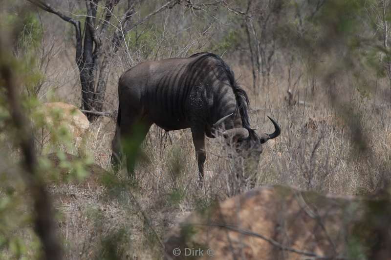 gnu kruger national park zuid-afrika