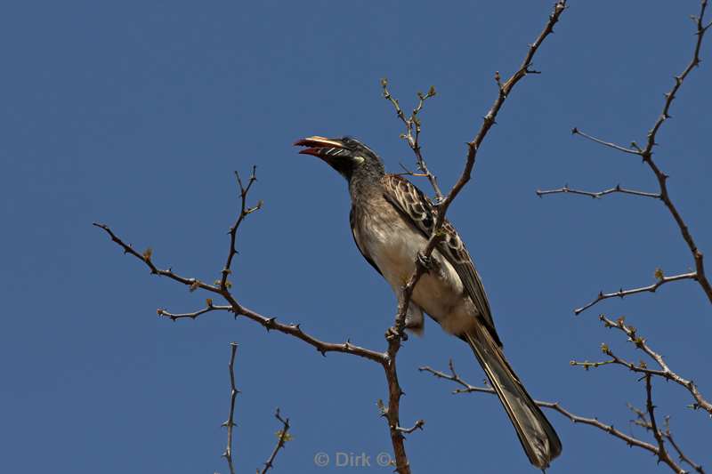 grijze tok kruger national park zuid-afrika