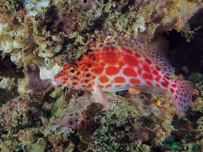 hawkfishes