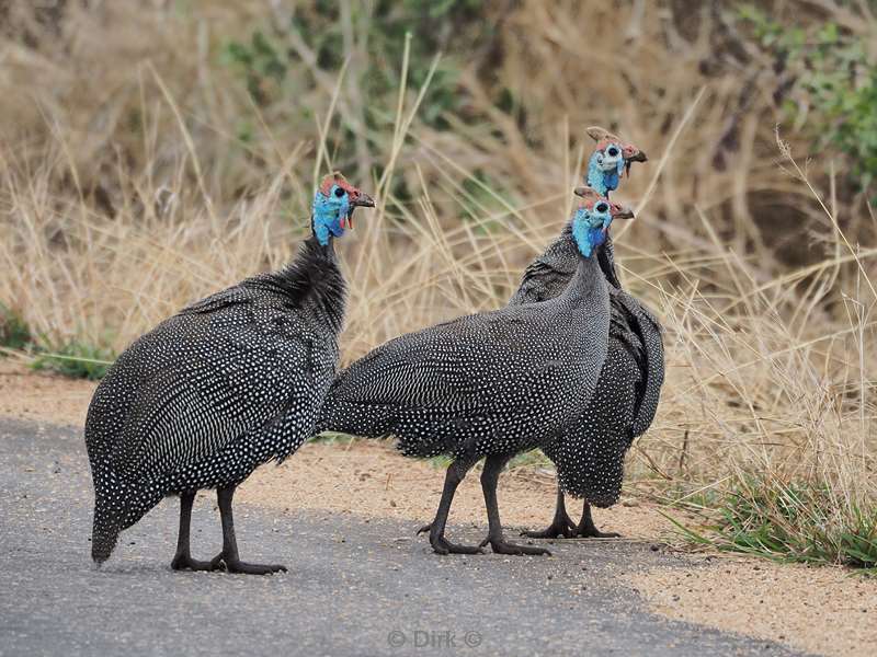 helmparelhoen kruger national park zuid-afrika