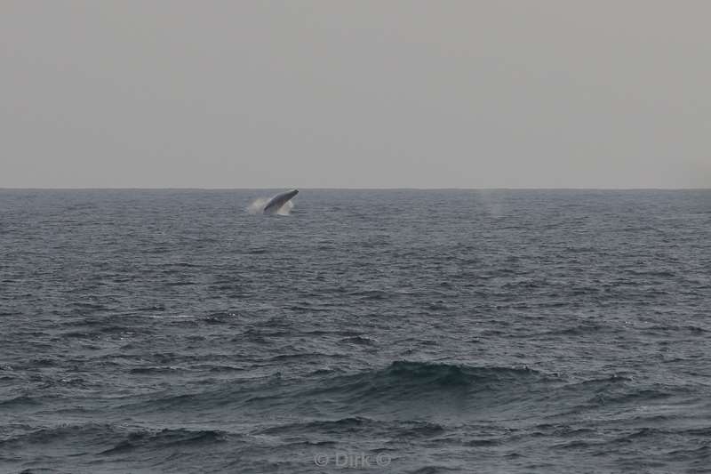 tofo mozambique humpback whales