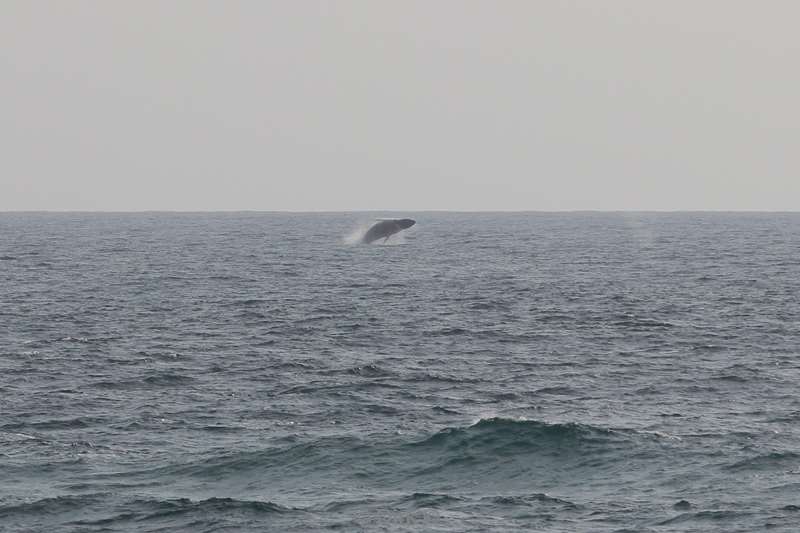 tofo mozambique humpback whales