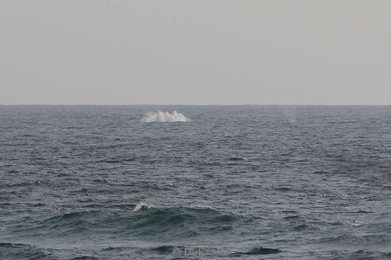 tofo mozambique humpback whales