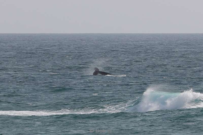 tofo mozambique humpback whales