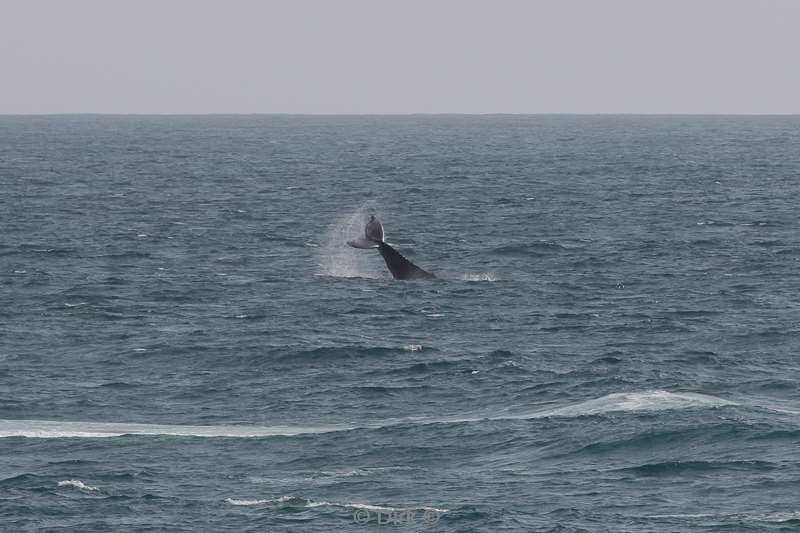 tofo mozambique humpback whales