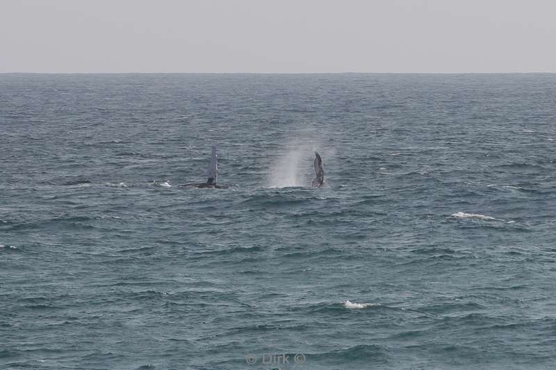 tofo mozambique humpback whales