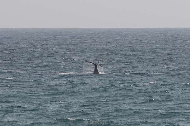 tofo mozambique humpback whales