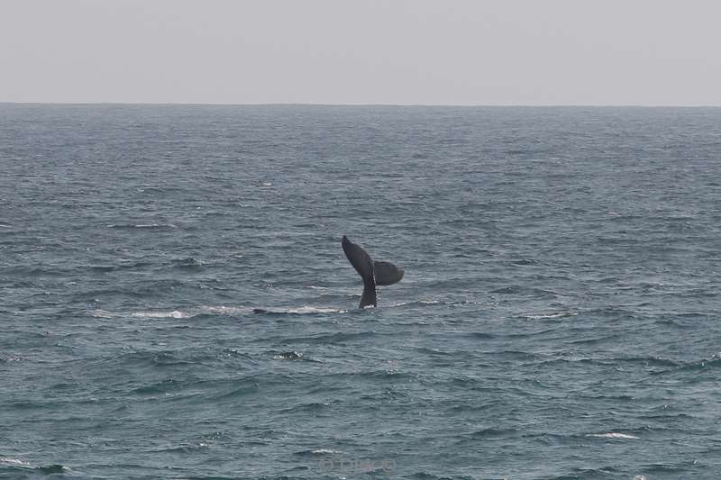 tofo mozambique humpback whales