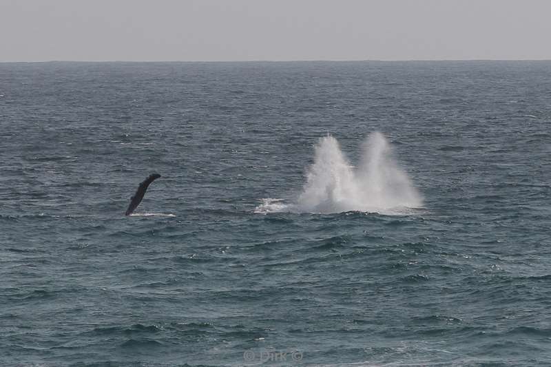 tofo mozambique humpback whales