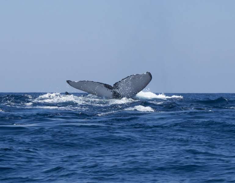 humpback whale