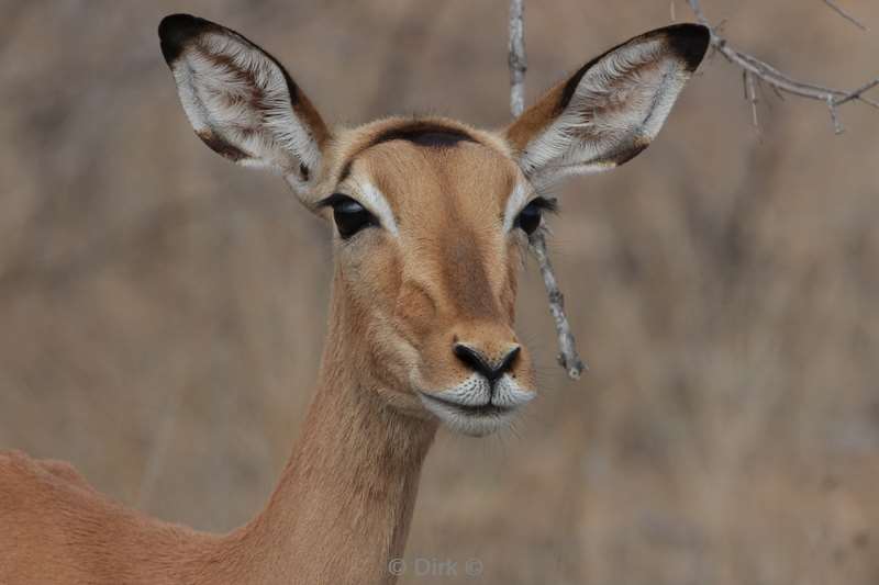 impala kruger national park zuid-afrika