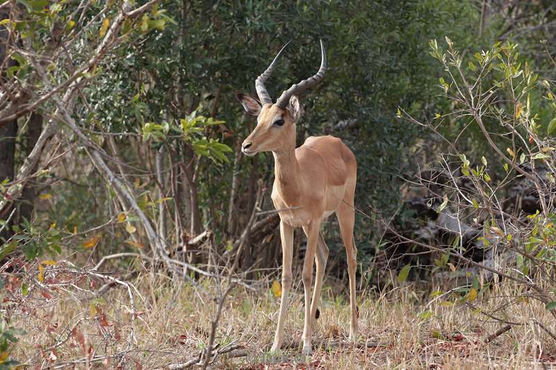 impala kruger national park south africa