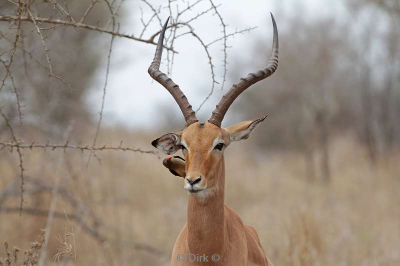 impala kruger national park zuid-afrika