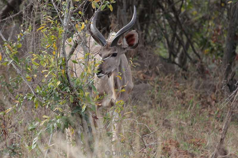 kudu kruger national park south africa