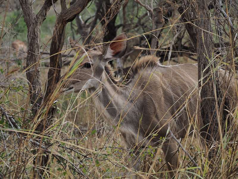 koedoe kruger national park zuid-afrika