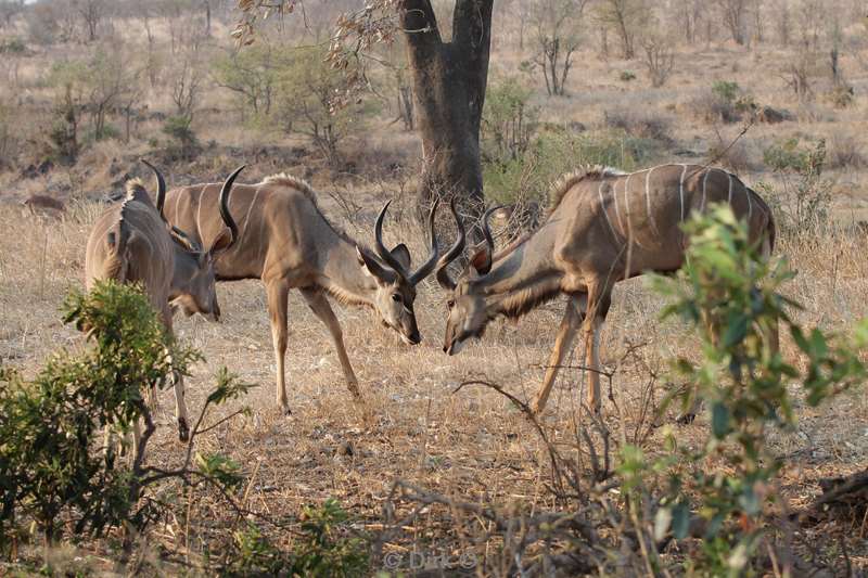 koedoe kruger national park zuid-afrika