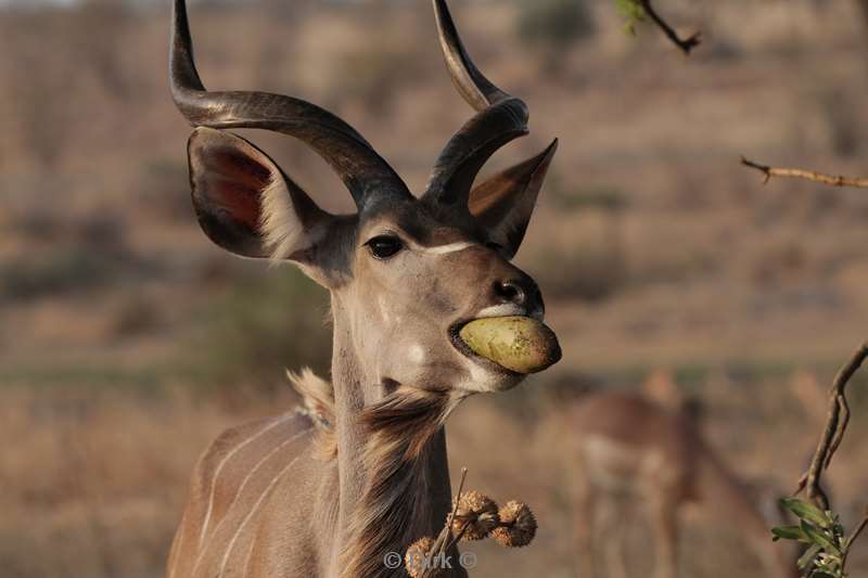 koedoe kruger national park zuid-afrika