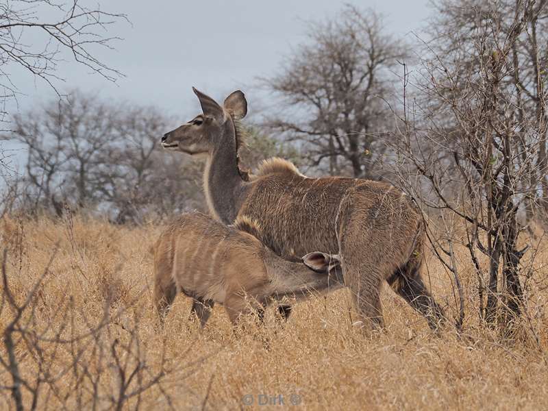 koedoe kruger national park zuid-afrika