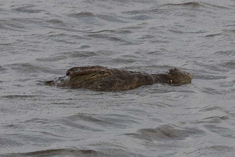 crocodiles kruger national park south africa