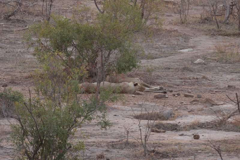 lions kruger national park south africa
