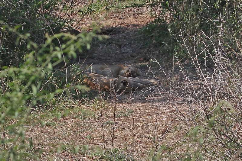 leeuwen kruger national park zuid-afrika