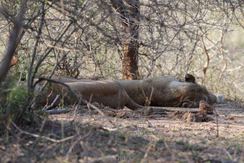 leeuwen kruger national park zuid-afrika