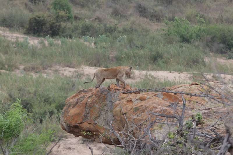 leeuwen kruger national park zuid-afrika