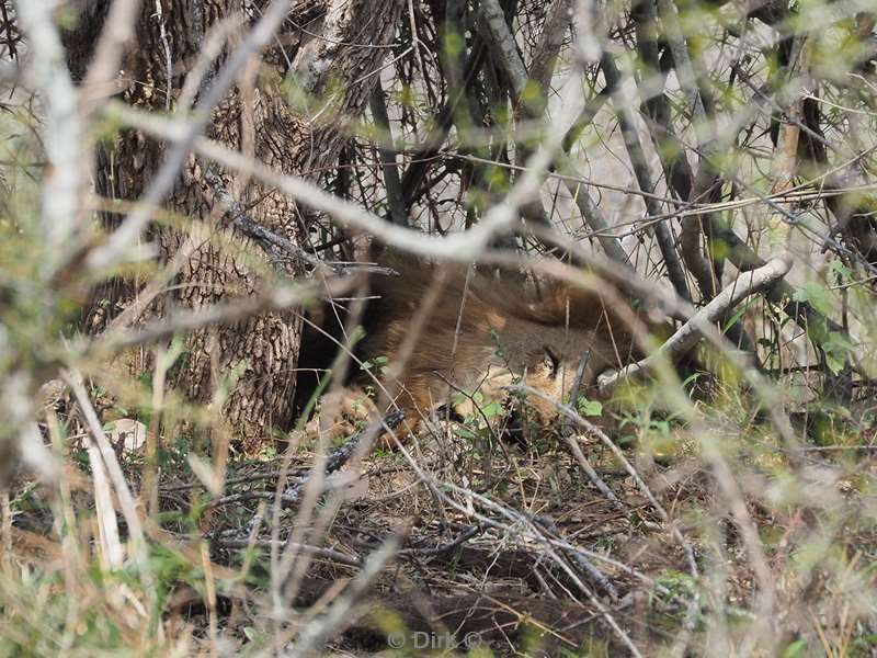 leeuwen kruger national park zuid-afrika