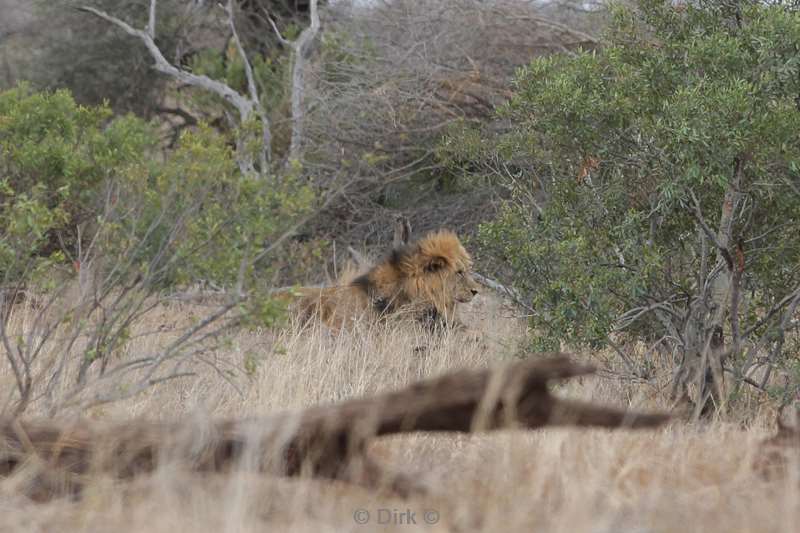 leeuwen kruger national park zuid-afrika