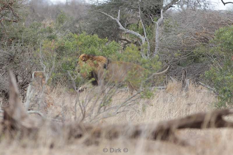 leeuwen kruger national park zuid-afrika