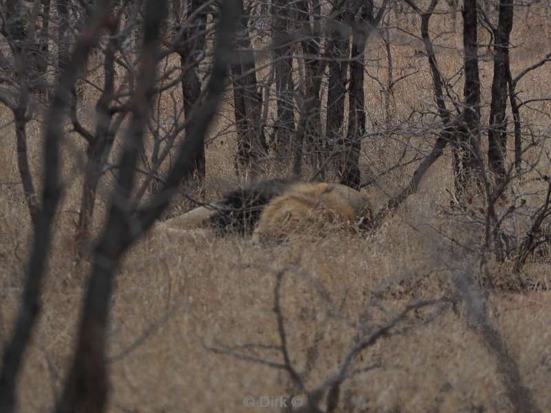 leeuwen kruger national park zuid-afrika