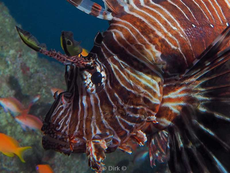 lionfish