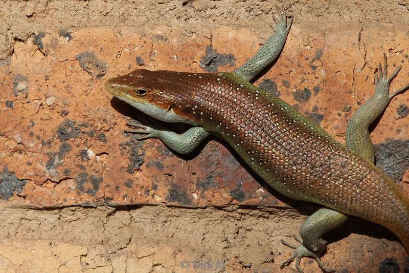 lizard kruger national park zuid-afrika