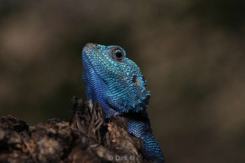 lizard kruger national park south africa