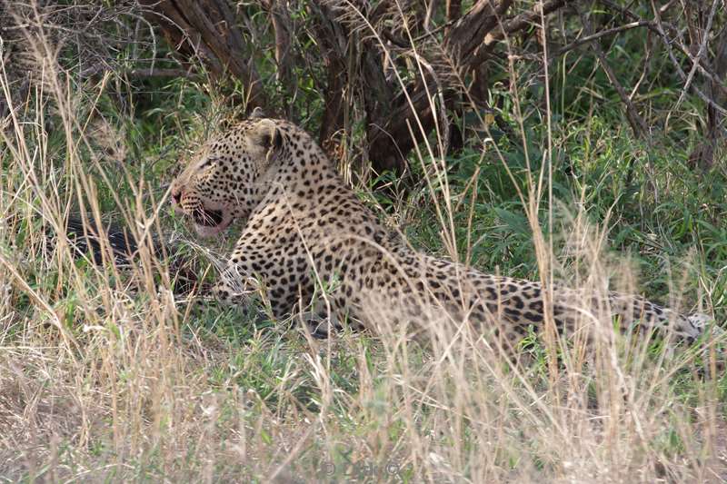 luipaard kruger national park zuid-afrika