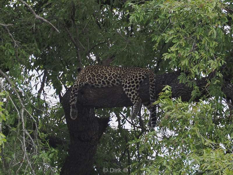 luipaard kruger national park zuid-afrika