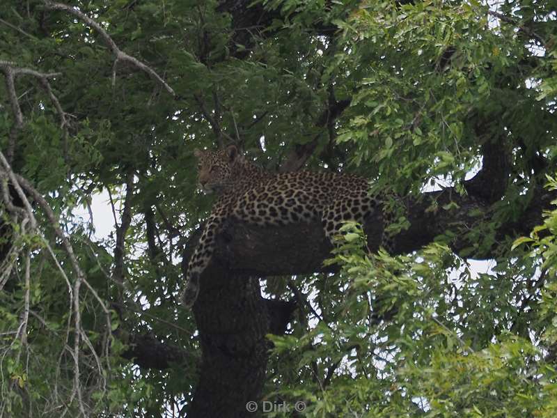 luipaard kruger national park zuid-afrika