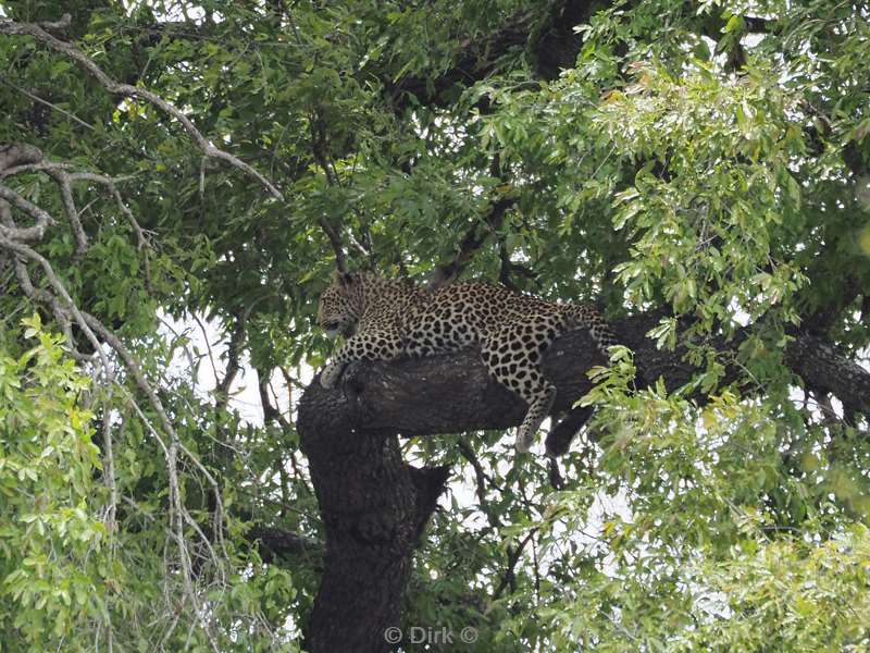 luipaard kruger national park zuid-afrika