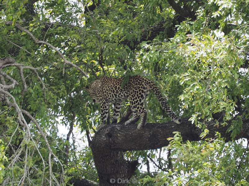 leopard kruger national park south africa