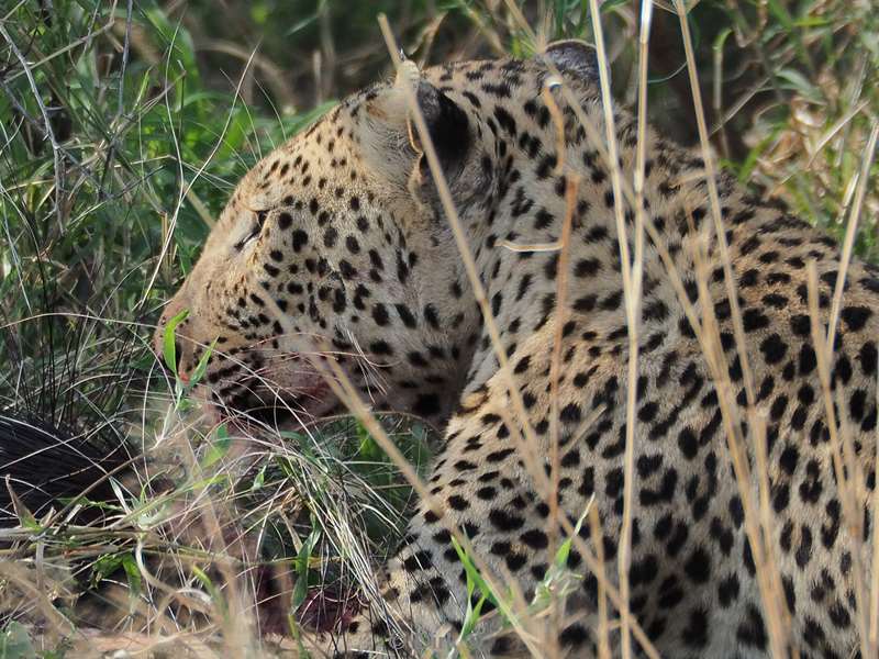 leopard kruger national park south africa