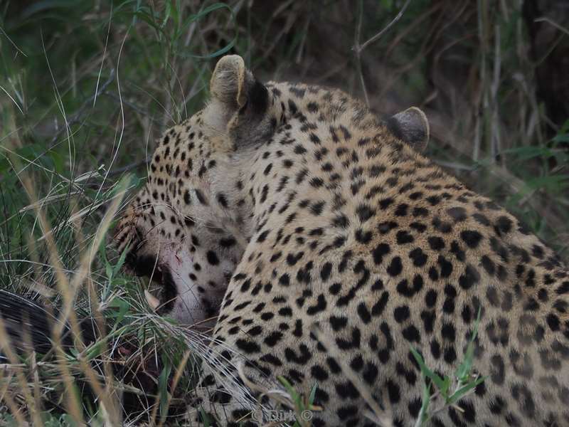 luipaard kruger national park zuid-afrika